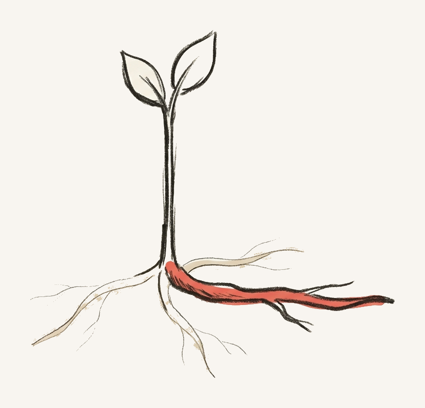 A plant sustained by a single root